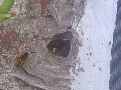 Wespen bestrijding, wespennest weg, Diensten en Vakmensen, Ongediertebestrijding, Insecten of Spinnen