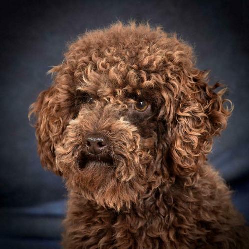 Toypoedel ter dekking, Dieren en Toebehoren, Honden | Dekreuen, Reu, Particulier, Meerdere, Nederland, 3 tot 5 jaar