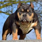 American bully exotic dekreu/open for stud, 3 tot 5 jaar, Reu, Nederland, Eén hond