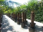 Trachycarpus fortunei palmboom / palmbomen, grootste keus, Tuin en Terras, Ophalen of Verzenden, Palmboom, 100 tot 250 cm