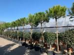 Pinus pinea - Pijnboom-Parasolden te koop, Tuin en Terras, Planten | Bomen, In pot, Zomer, Overige soorten, Volle zon