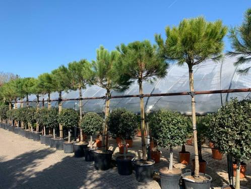 Pinus pinea - Pijnboom-Parasolden te koop, Tuin en Terras, Planten | Bomen, Overige soorten, 250 tot 400 cm, Volle zon, Zomer