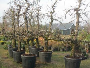 Oude perenbomen: Gieser Wildeman, Conference, Du Comice