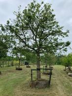 Uniek! Grote volwassen HOOGSTAM appelbomen en perenbomen, Tuin en Terras, Planten | Bomen, Ophalen of Verzenden