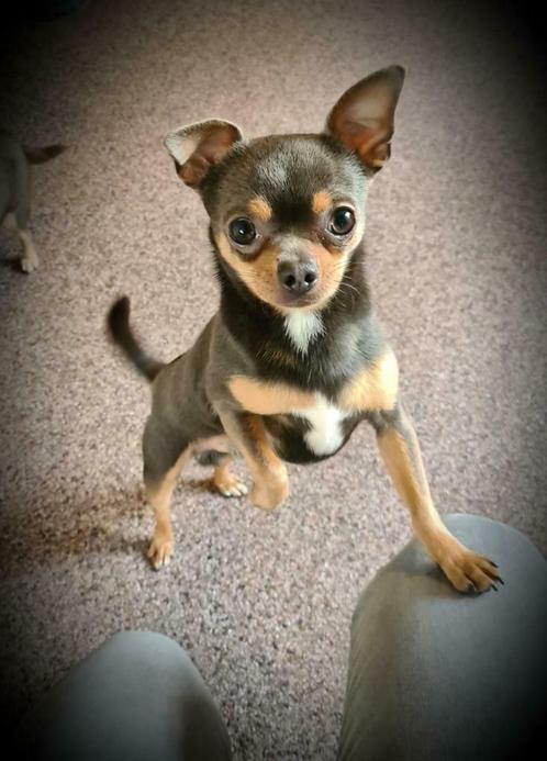 Tommy Dekreu Chihuahua tricolor blue, Dieren en Toebehoren, Honden | Dekreuen, Reu, Particulier, Meerdere, Nederland, 1 tot 2 jaar