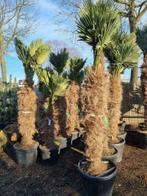 Trachycarpus wagnerianus  AAA kwaliteit palmbomen.