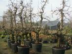 Oude perenbomen en appelbomen, Tuin en Terras, Planten | Fruitbomen, Ophalen