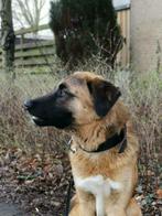 Lief reutje genaamd Lee, Dieren en Toebehoren, Honden | Niet-rashonden, Particulier, Reu, 1 tot 2 jaar, Buitenland