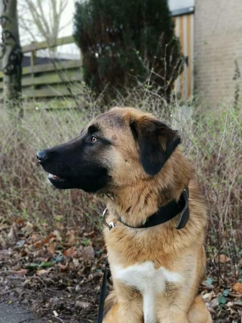 Lief reutje genaamd Lee, Dieren en Toebehoren, Honden | Niet-rashonden, Middel, Reu, Particulier, Eén hond, Buitenland, 1 tot 2 jaar