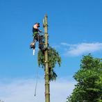 Boomverzorging/Bomen snoeien/Bomen verwijderen/Bomen kappen, Tuinonderhoud of Snoeiwerk