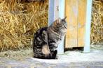 Boerderijen gezocht voor boerderijkatjes, Dieren en Toebehoren, Katten en Kittens | Overige Katten