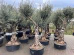 Olijfboom - Olijfbomen 60/80 cm stamomtrek old skin Lechin, Ophalen of Verzenden, Olijfboom, 250 tot 400 cm, Zomer