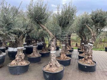 Olijfboom - Olijfbomen 60/80 cm stamomtrek old skin Lechin beschikbaar voor biedingen