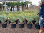 Yucca rostrata 60/80 cm planthoogte te koop., Zomer, Vaste plant, Ophalen of Verzenden, Overige soorten