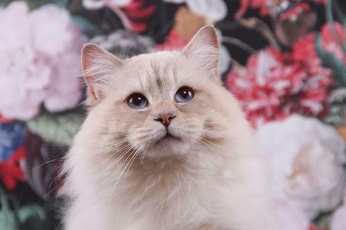 Ragdoll dekkater met stamboom, Dieren en Toebehoren, Katten en Kittens | Dekkaters, 0 tot 2 jaar