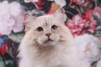 Ragdoll dekkater met stamboom, 0 tot 2 jaar