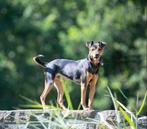 Zeer unieke black en tan boerenfox ter dekking!, Dieren en Toebehoren, Reu, CDV (hondenziekte), Eén hond, 3 tot 5 jaar