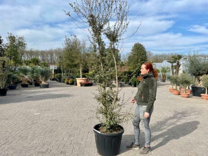 Meerstammige kurkeik - Quercus suber te koop, Tuin en Terras, Planten | Bomen, Overige soorten, 100 tot 250 cm, Volle zon, Zomer