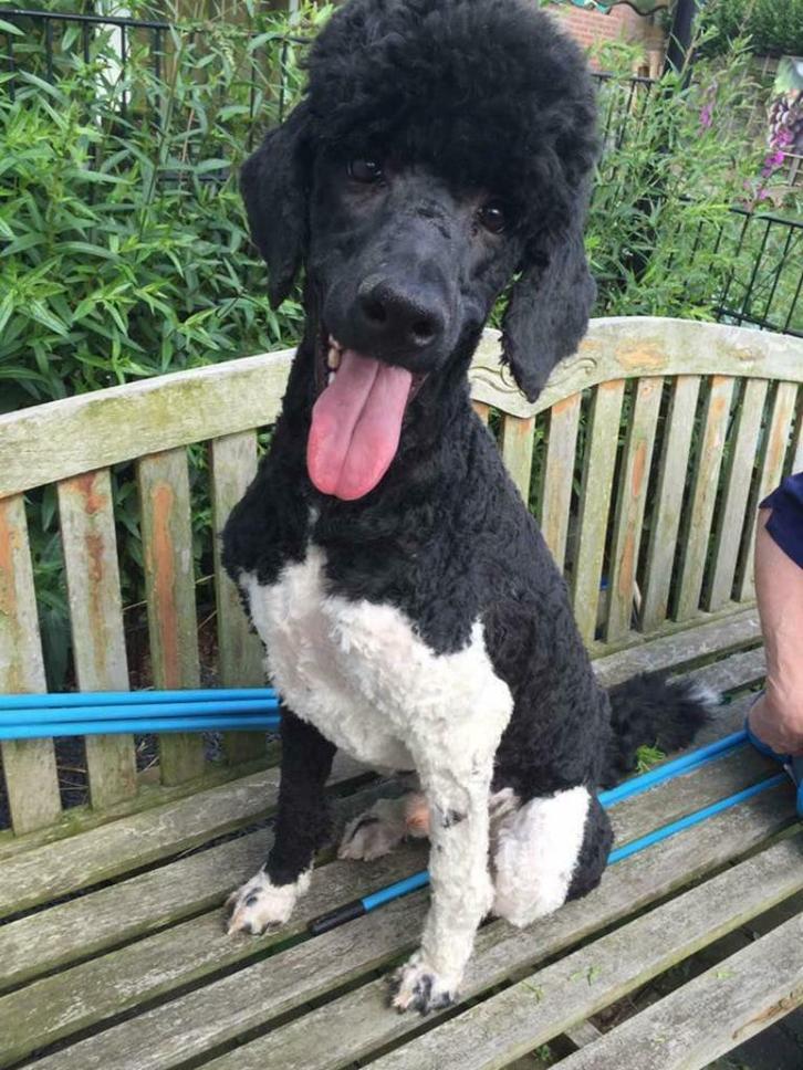 Grote poedel dekreu Harlekijn, Dieren en Toebehoren, Honden | Dekreuen, Reu, Fokker | Hobbymatig, Eén hond, Buitenland, 3 tot 5 jaar