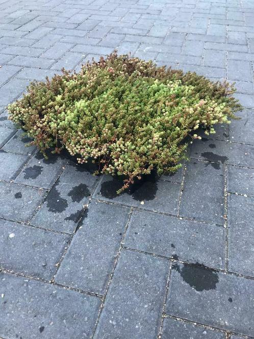 Sedumcassette kant-en-klaar, Tuin en Terras, Planten | Tuinplanten, Vaste plant, Bodembedekkers, Volle zon, Zomer, Ophalen of Verzenden