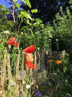 Staketenzaun, schapenhek, kastanien, holz tor, Tuin en Terras, 1 tot 2 meter, Minder dan 3 meter, Nieuw, Ophalen of Verzenden
