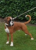 Boxer dekreu, Dieren en Toebehoren, Rabiës (hondsdolheid), Reu, Meerdere, 3 tot 5 jaar