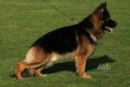 Duitse herder dekreu langhaar, Rabiës (hondsdolheid), 1 tot 2 jaar, Reu, Nederland