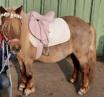 Pony’s inhuren , Kinderfeestje met pony’s , pony’s aan huis beschikbaar voor biedingen