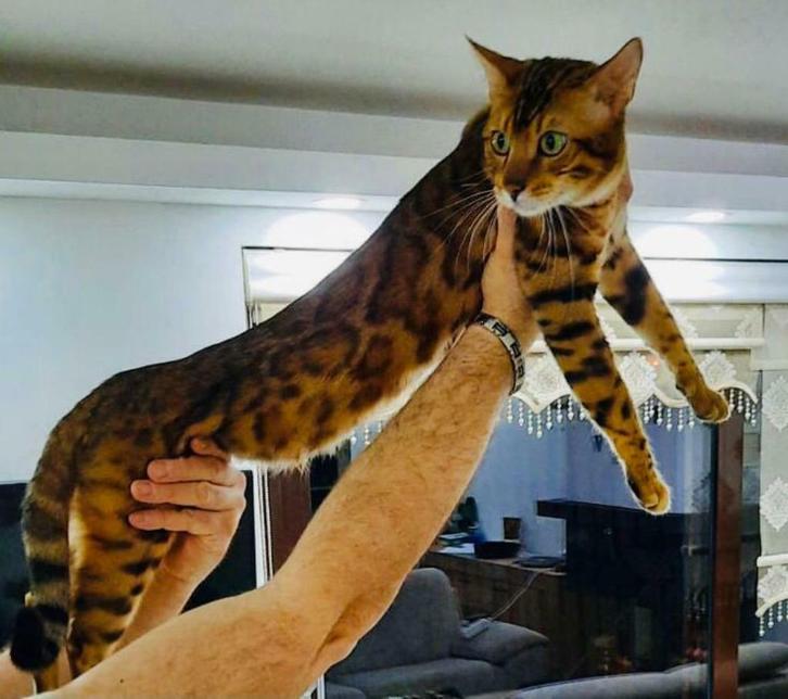 Bengaal Met Stamboom en bengaalse poes, Dieren en Toebehoren, Katten en Kittens | Dekkaters, 6 jaar of ouder