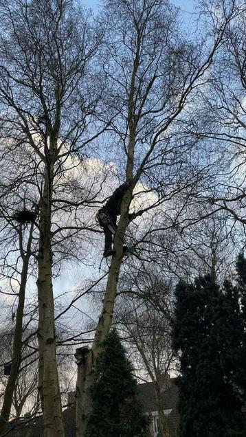 Verwijderen van bomen/hagen/stronken frezen en afvoeren beschikbaar voor biedingen