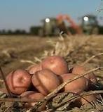 NIEUWE OOGST AARDAPPELEN EN UIEN, Ophalen of Verzenden