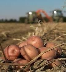 NIEUWE OOGST AARDAPPELEN EN UIEN  beschikbaar voor biedingen