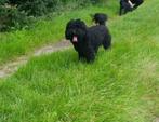 Volledig medisch geteste zwart poedel dekreu ter dekking., 6 jaar of ouder, Reu, Eén hond, Nederland