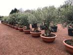 Olijfbomen, Olijfboom , Olea europaea, Ophalen of Verzenden, Olijfboom