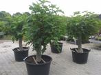 Vijgenboom / Vijgenbomen met 40/50 cm stamomtrek te koop, Ophalen of Verzenden, Volle zon, 100 tot 250 cm