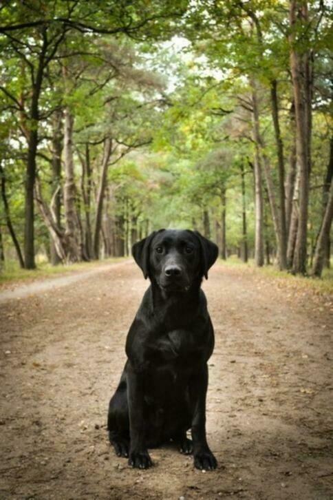 labrador dekreu (met stamboom), Dieren en Toebehoren, Honden | Dekreuen, Reu, Fokker | Hobbymatig, Eén hond, Nederland, 1 tot 2 jaar