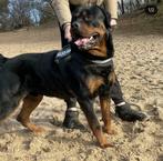 DEKREU Raszuivere Rottweiler FCI stamboom (NIET TE KOOP), Dieren en Toebehoren, Rabiës (hondsdolheid), Reu, Eén hond, 3 tot 5 jaar