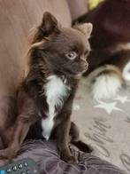 Langharige chihuaha dekreu (niet te koop), Dieren en Toebehoren, Honden | Dekreuen, Rabiës (hondsdolheid), Reu, 1 tot 2 jaar, Eén hond