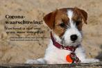 Jack Russell Terriers met stamboom via de rasvereniging, Jack Russell Terriër, CDV (hondenziekte), 8 tot 15 weken, Meerdere