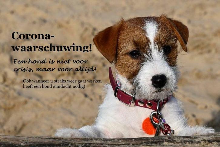 Jack Russell Terriers met stamboom via de rasvereniging, Dieren en Toebehoren, Honden | Jack Russells en Terriërs, Meerdere dieren