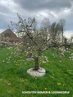 Prachtige OUDE PERENBOMEN, div. rassen en maten kom langs!, Tuin en Terras, Planten | Bomen, Ophalen of Verzenden