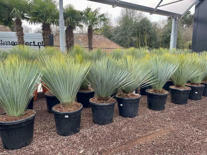 Yucca rostrata 60/80 cm planthoogte te koop., Tuin en Terras, Planten | Tuinplanten, Vaste plant, Overige soorten, Volle zon, Zomer