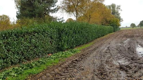 Hoveniersbedrijf R.H.J. Aaldering, Diensten en Vakmensen, Tuinmannen en Stratenmakers, Bestrating, Hekwerk of Schuttingen, Tuin- of Vijveraanleg