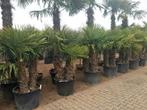 Mediterrane planten voor uw tuin, oa olijfbomen, palmbomen!!