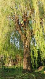 Van schijndel Bos en Boomverzorging, Garantie, Tuinonderhoud of Snoeiwerk