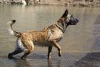 MD policedogs is doorlopend op zoek honden, Dieren en Toebehoren, Honden | Herdershonden en Veedrijvers, Particulier, Herder, 1 tot 2 jaar