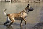 MD policedogs is doorlopend op zoek honden, 1 tot 2 jaar, Eén hond, Herder, Nederland