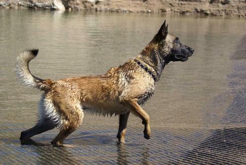 MD policedogs is doorlopend op zoek honden, Dieren en Toebehoren, Honden | Herdershonden en Veedrijvers, Herder, Particulier, Eén hond