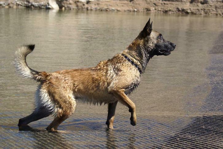MD policedogs is doorlopend op zoek honden, Dieren en Toebehoren, Honden | Herdershonden en Veedrijvers, Herder, Particulier, Eén hond