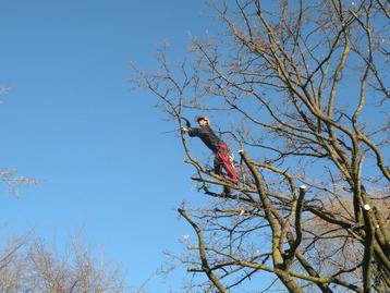Bewust Boomverzorging beschikbaar voor biedingen